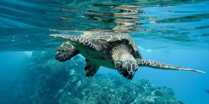 Foto ilustrasi situasi dalam laut (Freepik)