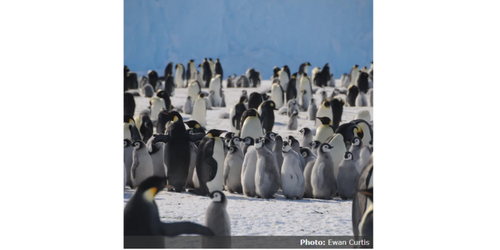 Foto Pinguin (Australian Antarctic Program - Ewan Curtis)