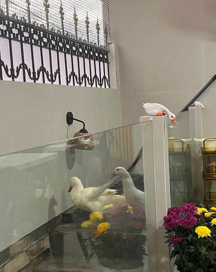 Bebek Cimi yang menemani santapanmu di Cimi Time Duck Cafe Malang. (Nanda Safira Azie)