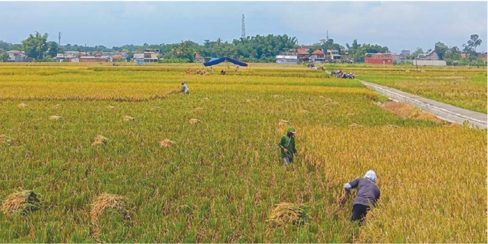 PANGAN: Hamparan sawah luas di Kecamatan Pakisaji, Kabupaten Malang. Namun jumlahnya terus menyusut sehingga harus dilindungi melalui regulasi.
