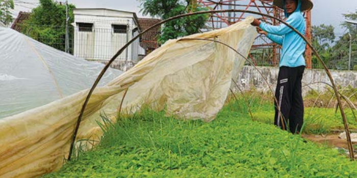 WASPADA: Petani cabai mempersiapkan tanamannya dari cuaca ekstrem agar terhindar dari berbagai bakteri dan hama.