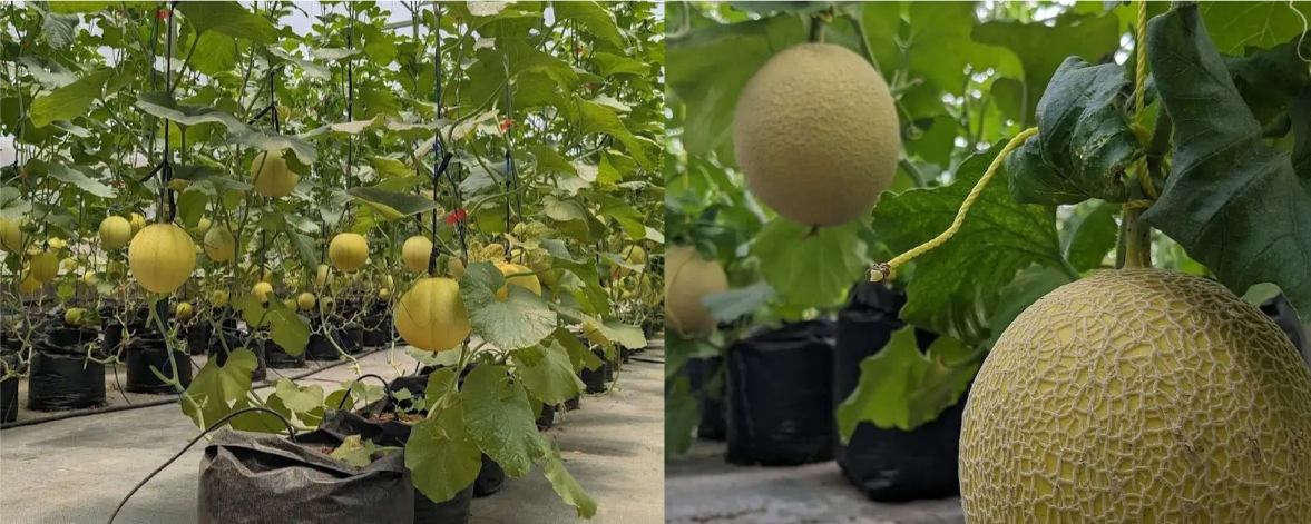Wisata Petik Melon di Lawang tanam 4 jenis buah melon untuk dipetik langsung oleh wisatawan. (googlemaps)