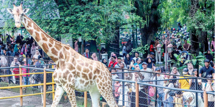 PILIHAN SAAT LIBURAN: Pengunjung melihat dan memotret jerapah koleksi Kebun Binatang Surabaya (KBS).