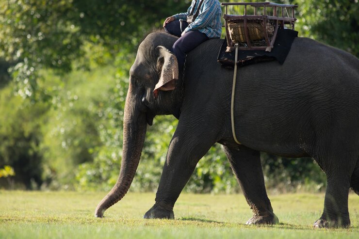 Ilustrasi. Menunggangi gajah ditempat wisata menyebabkan kecacatan permanen pada gajah. (freepik.com/EyeEm)