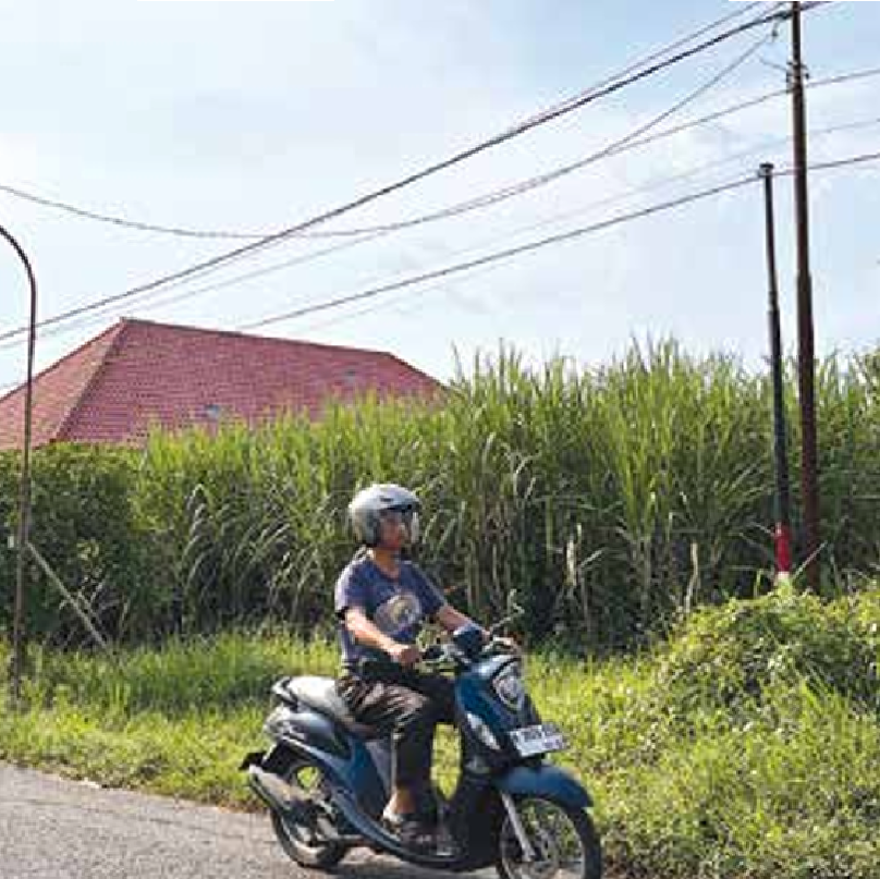 PERTANIAN: Pengendara motor melintas di kawasan kebun tebu area Jalur Lingkar Barat (Jalibar) Kepanjen kemarin (18/4). (NAHDIATUL AFFANDIAH/RADAR KANJURUHAN)