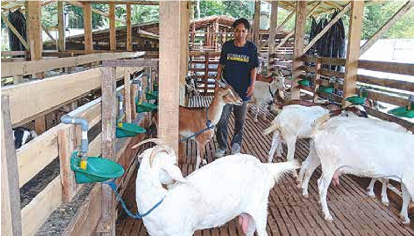 ANDALKAN PELANGGAN TETAP: Seorang peternak dari Ginasha farm memberi makan kambing perah di kandang desa Kasri, Kecamatan Bululawang kemarin. (INDAH MEI YUNITA/RADAR KANJURUHAN)