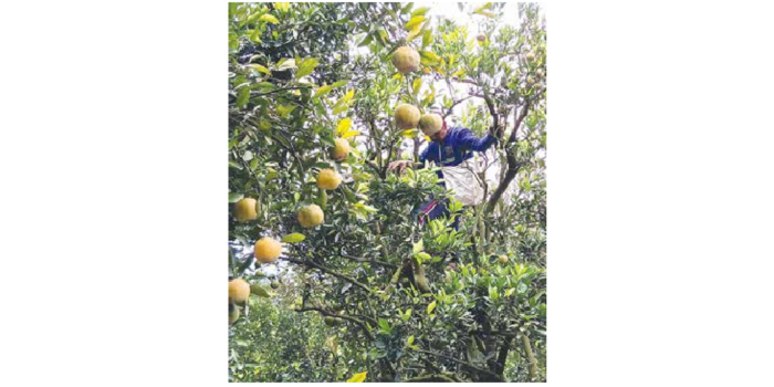 KUALITAS MEROSOT: Seorang petani di desa Selorejo, Kecamatan Dau memanen jeruk di perkebunan kemarin. (INDAH MEI YUNITA/RADAR KANJURUHAN)
