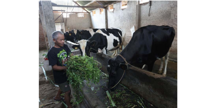 DAPAT JATAH VAKSIN: Salah satu peternak di Kelurahan Arjowinangun, Kecamatan  Kedungkandang memberi pakan sapi-sapinya, kemarin (25/4). (DARMONO / RADAR MALANG)