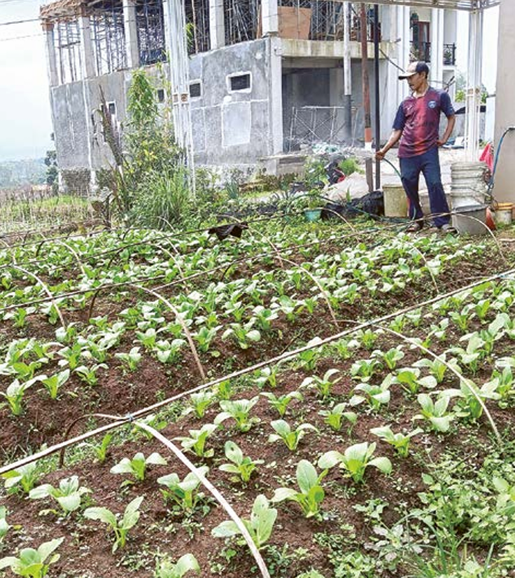 PERGANTIAN MUSIM: Petani menyiram tanaman pakcoy di desa Pujon Kidul, Kecamatan Pujon kemarin (30/4). (INDAH MEI YUNITA/RADAR KANJURUHAN)