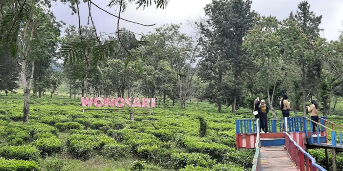 Kebun Teh Wonosari Singosari, Malang (Ismi Nuriati).