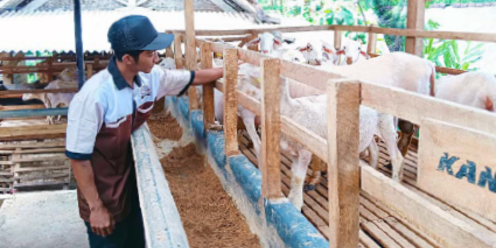 TUNGGU HARGA NAIK: M. Mansyur Mukodam memeriksa kondisi domba di kandang miliknya kemarin (2/5) (INDAH MEI YUNITA/RADAR MALANG).