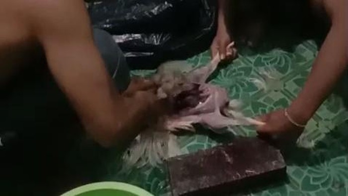 Viral, atlet binaraga Malang mengonsumsi ayam tiren. (Kompas.com)