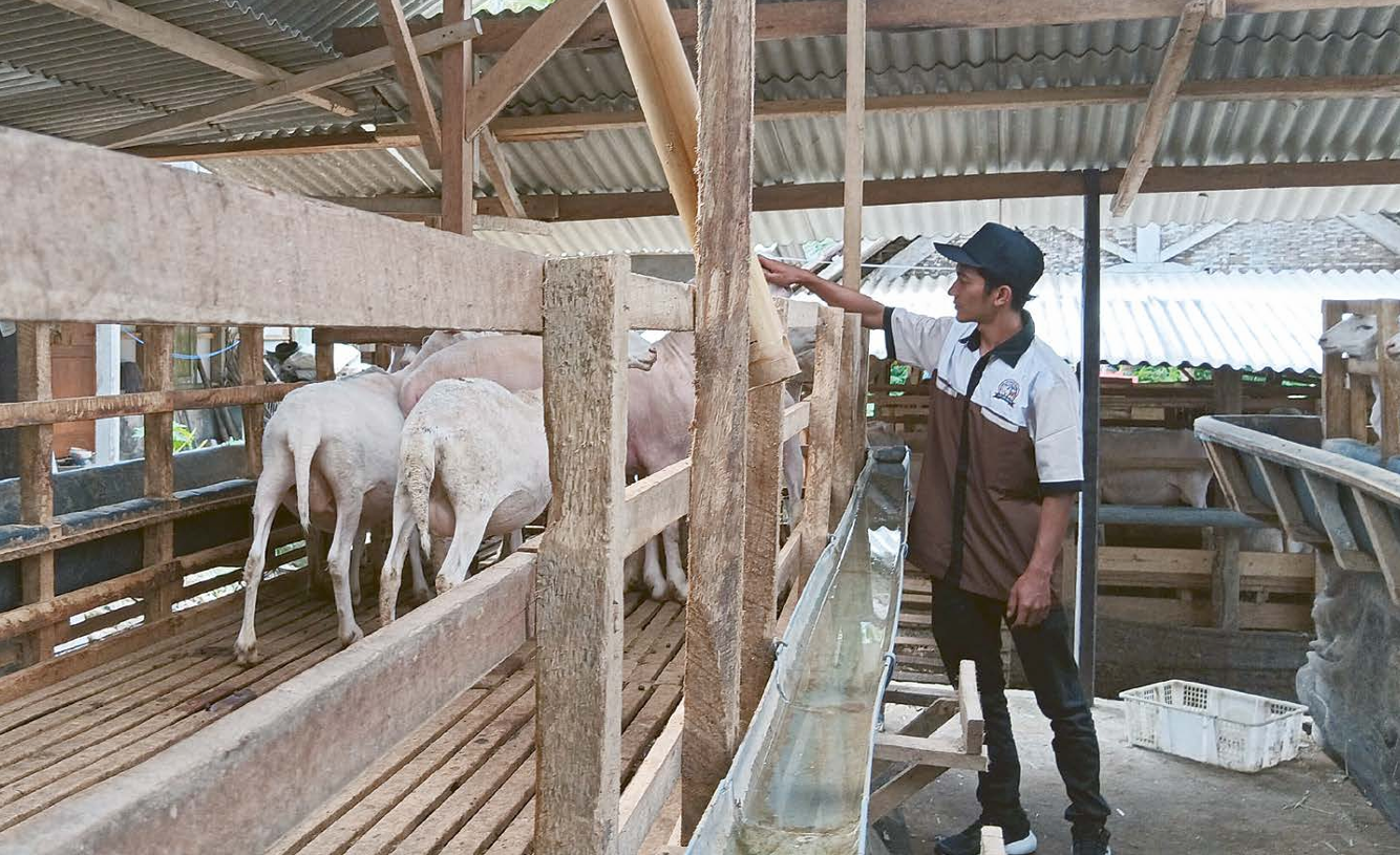 PAKAN TERATUR: Seorang pekerja memberi makan domba di kandang Mukodam Farm, Dusun Sidorejo, Desa Purwodadi, Kecamatan Donomulyo. (INDAH MEI YUNITA/RADAR KANJURUHAN)