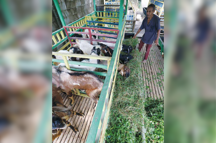 PERAWATAN RUTIN: Seorang peternak kambing dan domba di Desa Sidodadi, Kecamatan Wagir merawat hewan ternaknya kemarin. (DARMONO/RADAR MALANG)