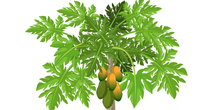 Ilustrasi daun pepaya (pch.freepik)