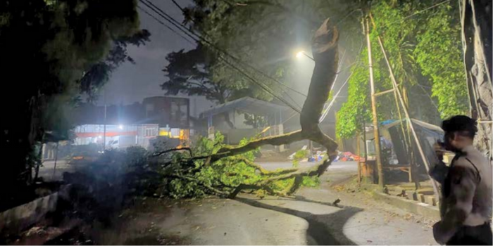 LAGI: Kabel di Jalan Kartini, Kelurahan Klojen, Kecamatan Klojen tertimpa pohon kenari yang tumbang dini hari kemarin (15/5). Dahan pohon yang lapuk diduga jadi penyebabnya.