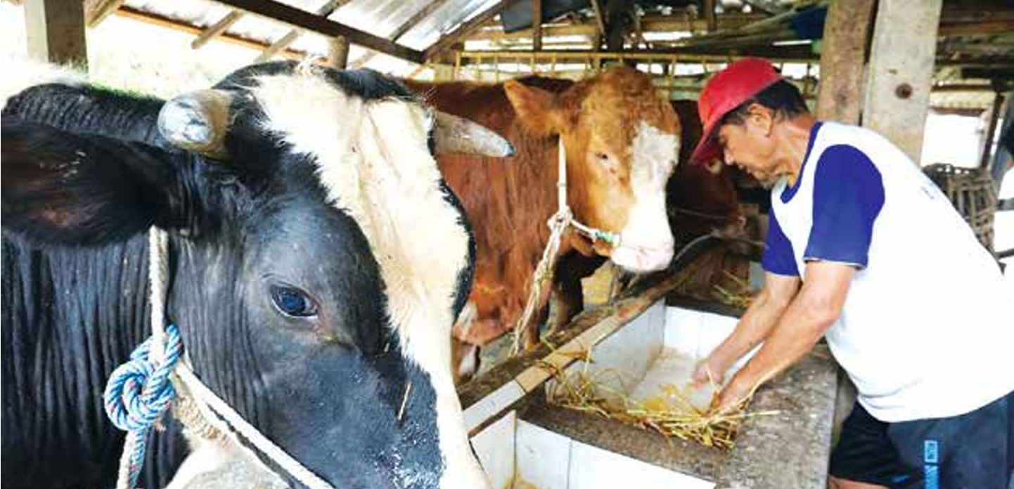PERAWATAN RUTIN: Seorang peternak sapi di Kecamatan Jabung memperhatikan kualitas pakan demi menjaga kesehatan hewan ternak. (DARMONO/RADAR MALANG)