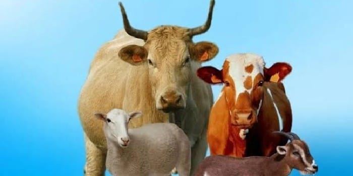Foto hewan kurban kambin, domba dan sapi