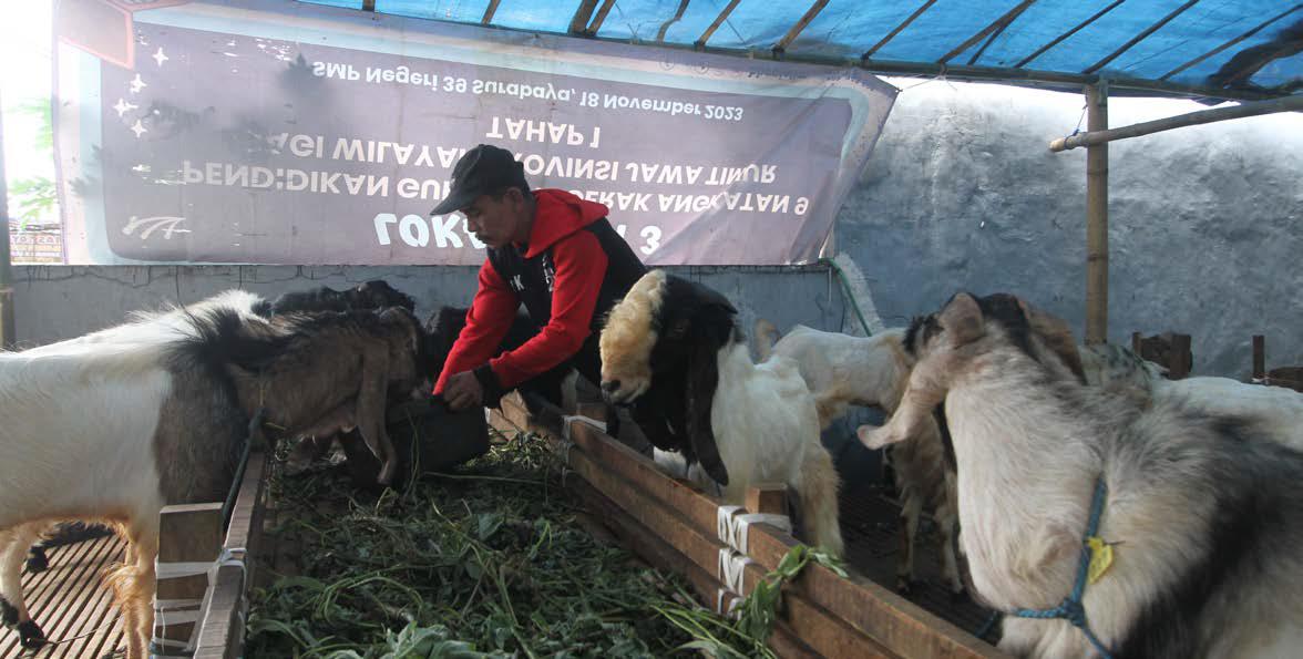 MUSIMAN: Penjual hewan kurban di Jalan Danau Limboto Timur, Sawojajar, Kedungkandang, mengecek kambing sebelum dijual ke pembeli kemarin.