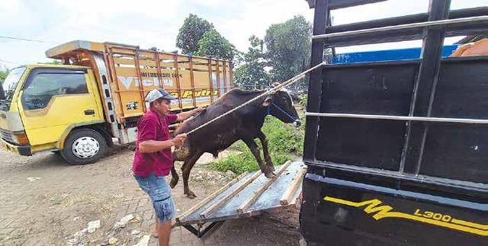 HARGA MASIH STABIL: Seorang pedagang membawa sapi untuk dikirim ke pemesan di Pasar Hewan Gondanglegi kemarin (26/5).. Permintaan sapi meningkat menjelang Hari Raya Idul Adha.