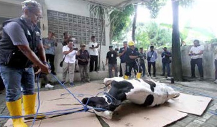 BERI CONTOH: Tim dari Fakultas Kedokteran Hewan (FKH) UB mempraktikkan tata cara penyembelihan sapi, kemarin.