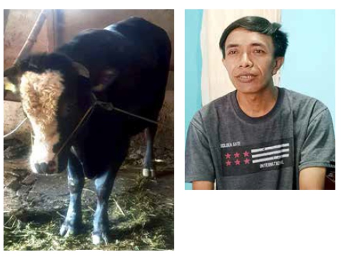 BERUNTUNG: Hari Susanto, pemilik sapi yang dibeli Presiden Prabowo Subianto. Foto kiri, sapi dengan berat 950 kilogram terpilih sebagai salah satu hewan kurban Presiden Prabowo Subianto.
