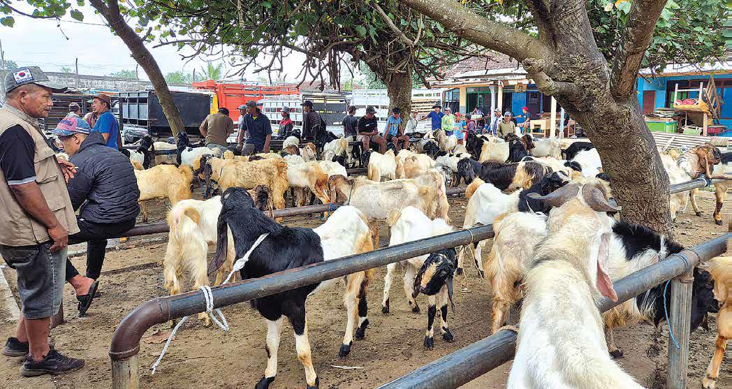 BELUM MAKSIMAL: Puluhan ekor kambing siap dijual di Pasar Hewan Gondanglegi, Kabupaten Malang, pekan lalu.