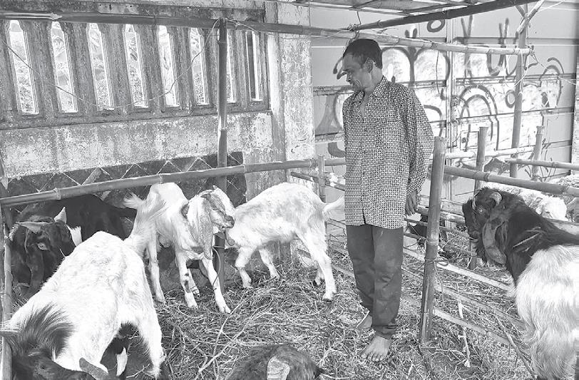 STOK MELIMPAH: Seorang penjual kambing memeriksa hewan dagangannya, kemarin. Harga hewan kurban tahun ini relatif menurun dibanding tahun lalu.