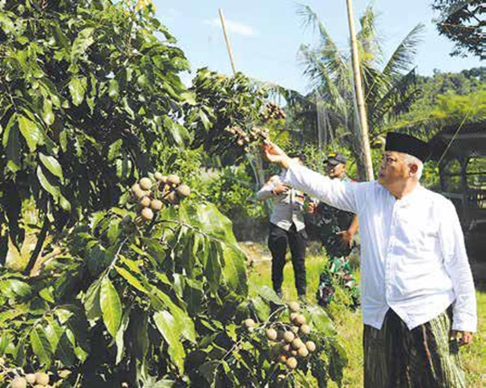 BERI APRESIASI: Bupati Malang H.M Sanusi memetik buah kelengkeng varietas unggul di kebun milik Dudik Purwanto di Desa Pondokagung, Kecamatan Kasembon, kemarin.