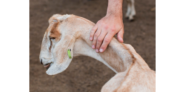 Ilustrasi kambing kurban (freepik).