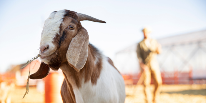 Ilustrasi kambing kurban (freepik).