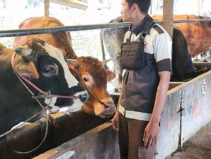 RUTIN: Dokter dari Dinas Peternakan dan Kesehatan Hewan (DPKH) Kabupaten Malang memeriksa sapi sebelum dijual ke pembeli untuk hewan kurban.