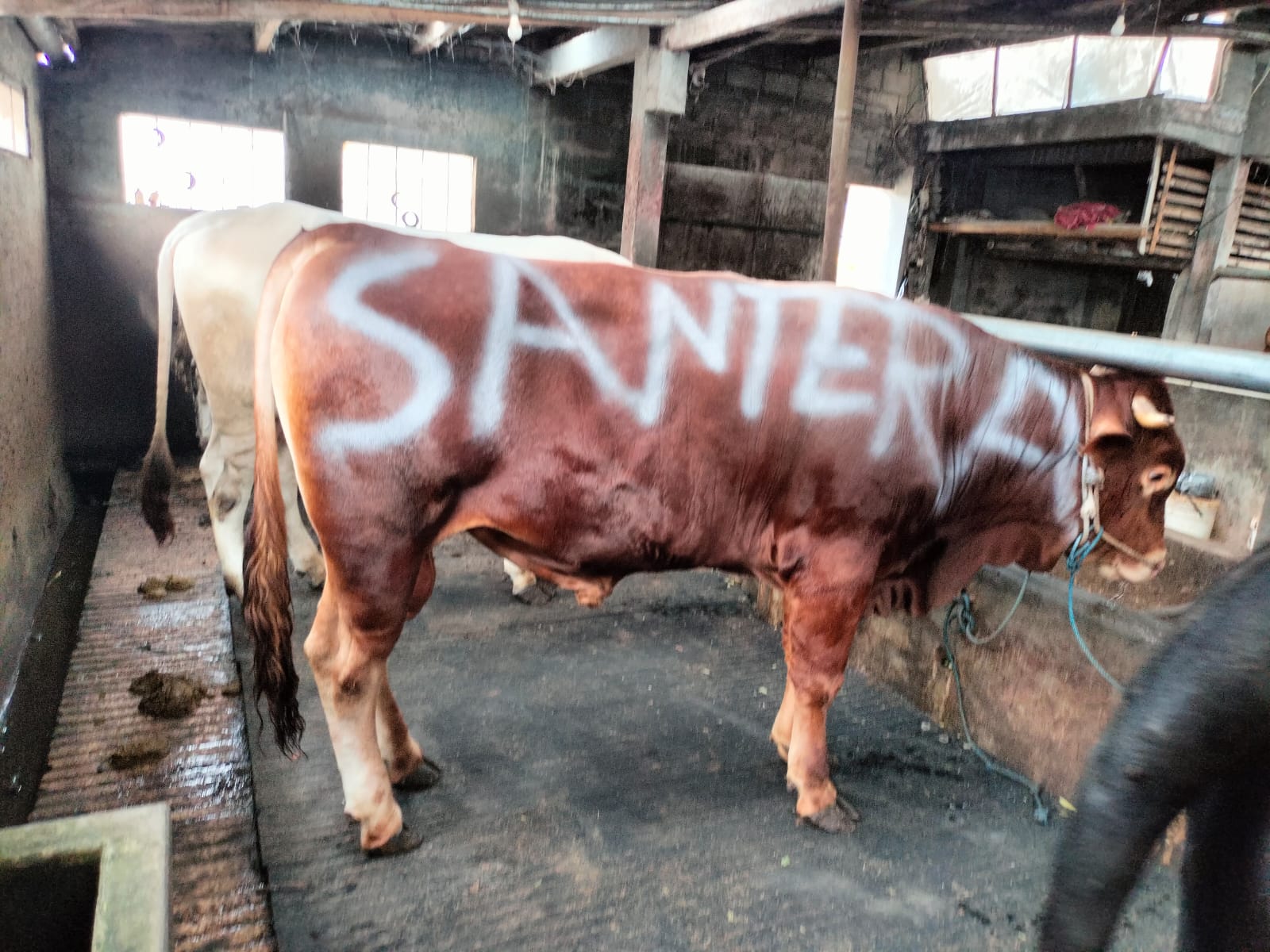 GEMUK: Sapi kurban bantuan dari Santerra de Laponte untuk warga yang diserahkan ke tamkir Masjid Desa Pandesari, Pujon.