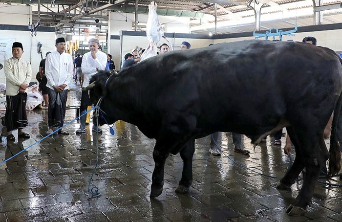 BERBOBOT 950 KG: Wali Kota Malang Wahyu Hidayat (dua dari kiri) menyaksikan proses penyembelihan sapi berjenis simental titipan dari Presiden Prabowo Subianto, kemarin pagi.