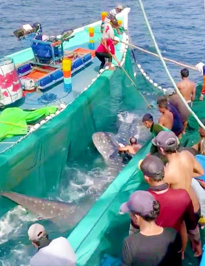 MUSIM TANGKAPAN IKAN: Beberapa nelayan membawa perahu untuk melepas hiu jenis paus yang tersangkut jaring di perairan Sendangbiru.