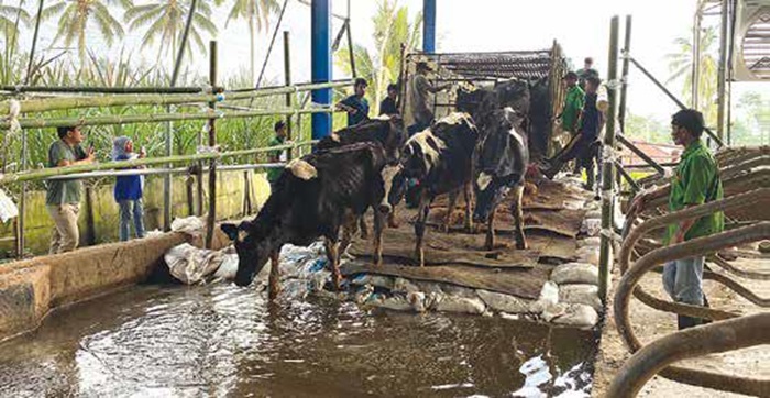 BARU DATANG: Sapi dari mitra KAN Jabung tiba di Farm, Desa Gading Kembar, Kecamatan Jabung beberapa hari lalu.