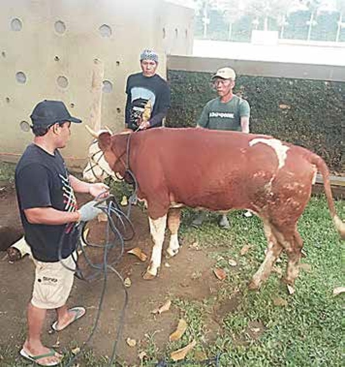HEWAN KURBAN: Sapi dari SMK Muhammadiyah 7 Gondanglegi disiapkan untuk disembelih, kemudian dagingnya dibagikan ke warga.