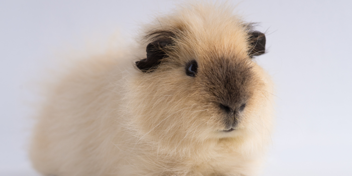 Hewan Peliharaan yang menggemaskan, Hamster (pch.freepik)