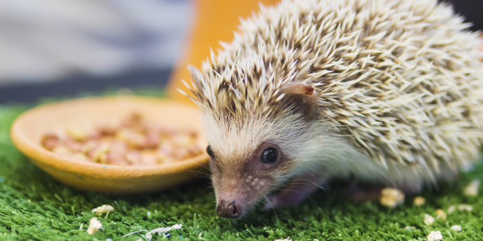 Ilustrasi hedgehog (pch.freepik.com)