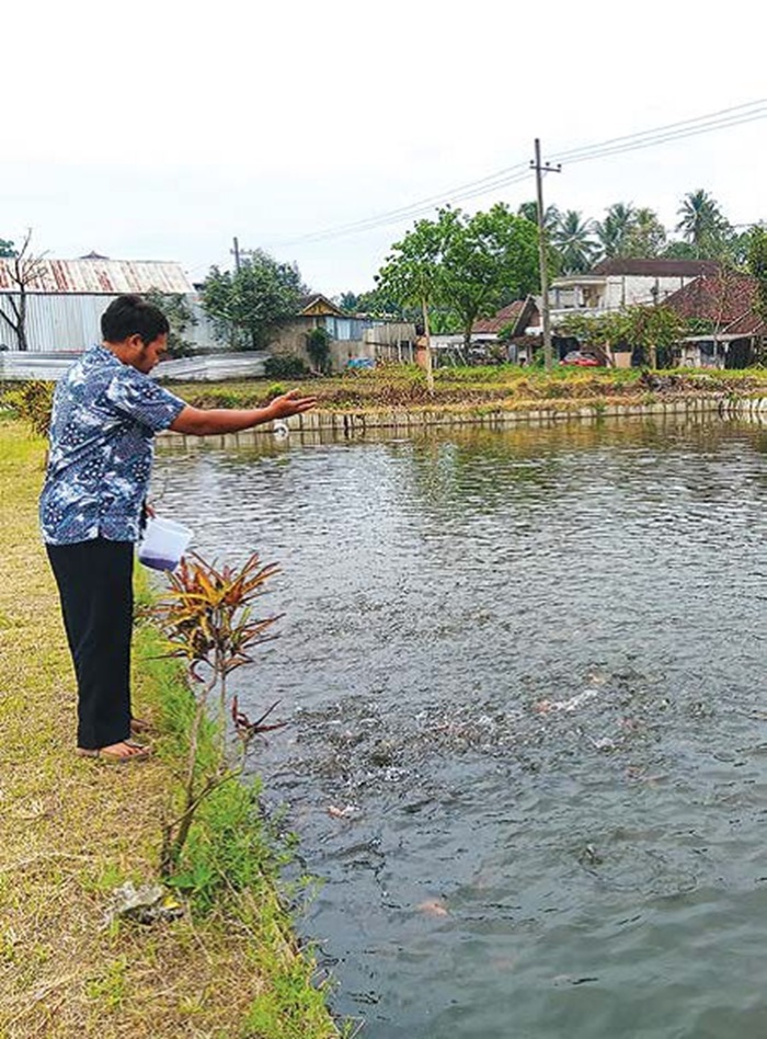 BUDIDAYA: Salah seorang pengurus BUMDes memberi makan ikan nila di kolam kemarin.