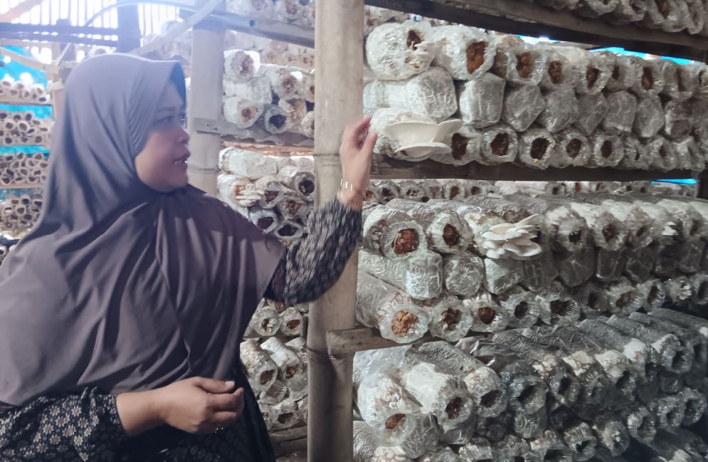 BUDIDAYA: Pemilik Usaha Jamur Tiram di Dusun Krajan, Desa Putukrejo, Kecamatan Gondanglegi memilah jamur yang siap dipanen kemarin (30/6).