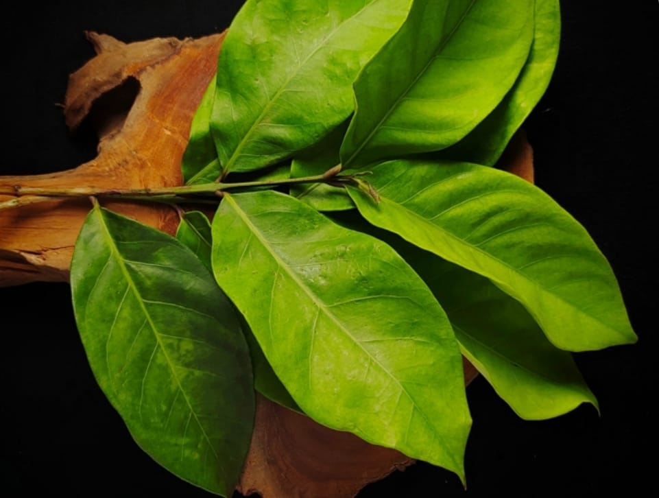 HERBAL: Minum rebusan daun salam bisa membuat asam urat cepat turun.