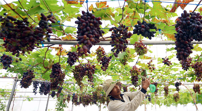 RAGAM VARIETAS: Pekerja Greenhouse Anggur di Dusun Suwaluhan, Desa Tawangargo, Kecamatan Karangploso memeriksa kondisi buah yang sudah hampir matang kemarin (1/7). Panen diperkirakan berlangsung akhir