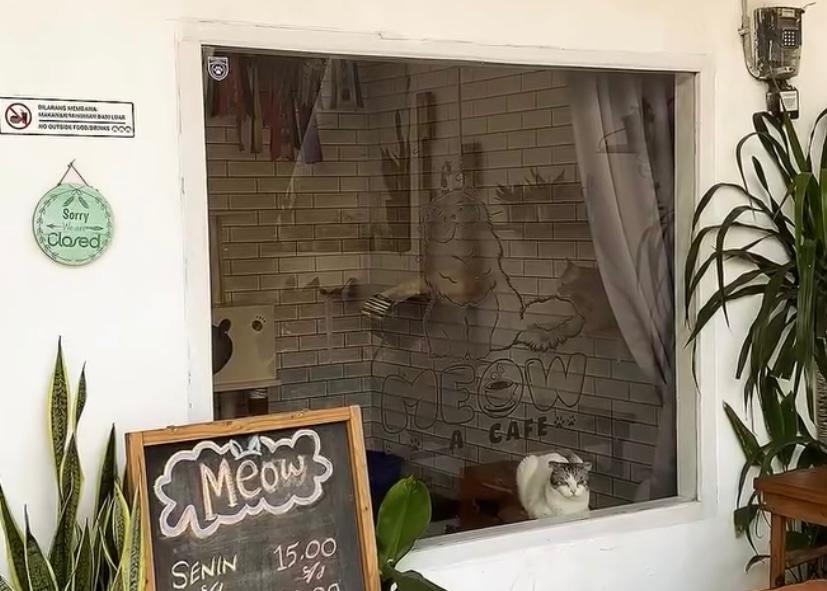 Cafe Kucing Jadi Destinasi Favorit Pecinta Hewan di Malang