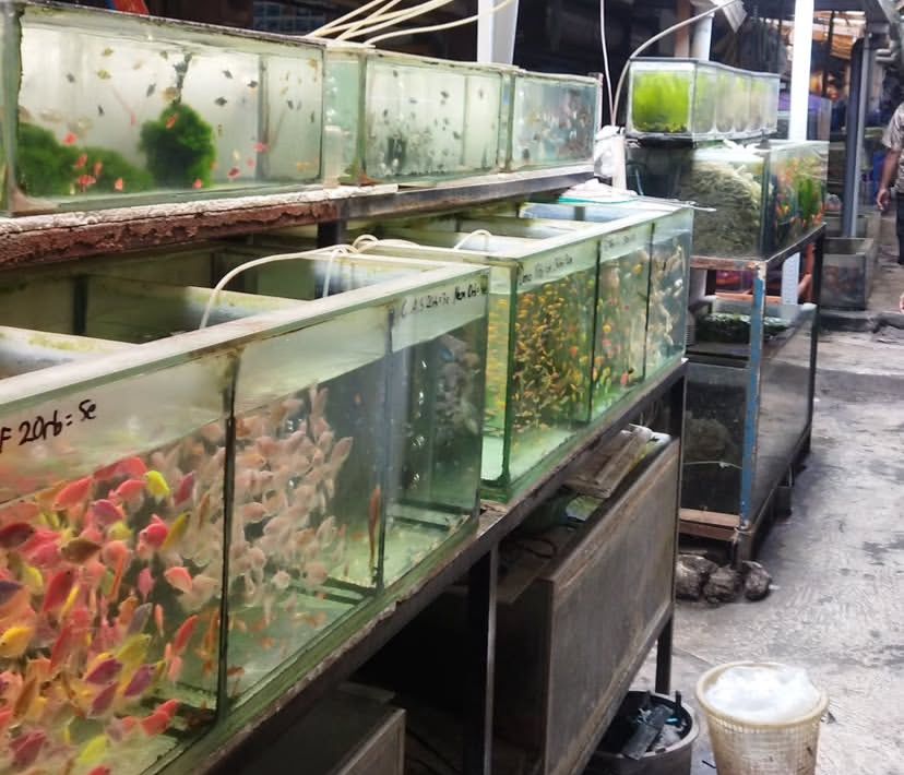 CANTIK: Beragam jenis ikan yang ada di Pasar Splendid.