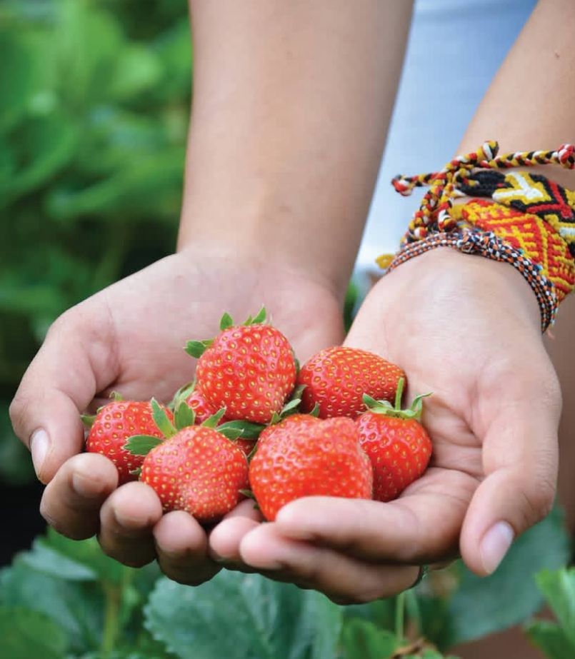 ASYIK: Berlibur bersama keluarga sambil berwisata di petik buah merupakan momen istimewa.