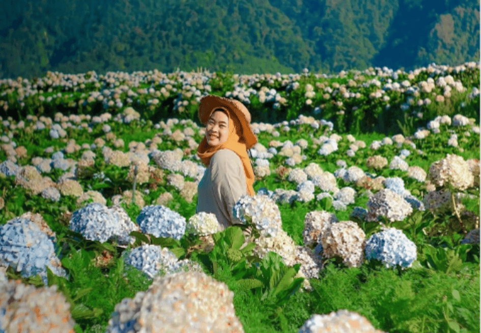 Taman Bunga Hortensia ini berada di sekitar perjalanan menuju kawasan Pemandian Air Panas Cangar.