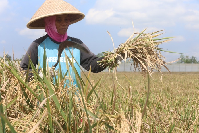 PERLU PERCEPATAN TANAM: Seorang petani di Desa Genangan, Kecamatan Pakisaji memanen hasil pertaniannya. Pemkab Malang menyiapkan bantuan untuk meningkatkan produktivitas petani.