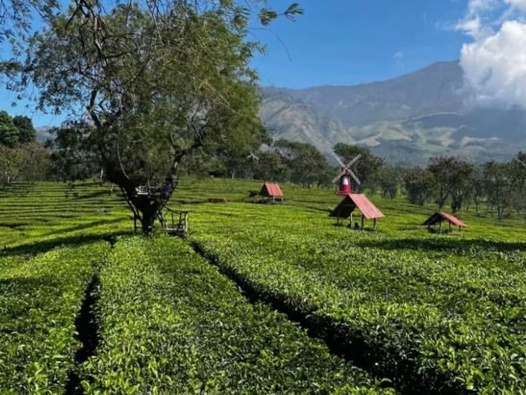 Lawang di utara Malang tawarkan keindahan alam berpadu edukasi dari kebun teh hingga agrowisata, cocok untuk liburan keluarga dan pencinta alam.