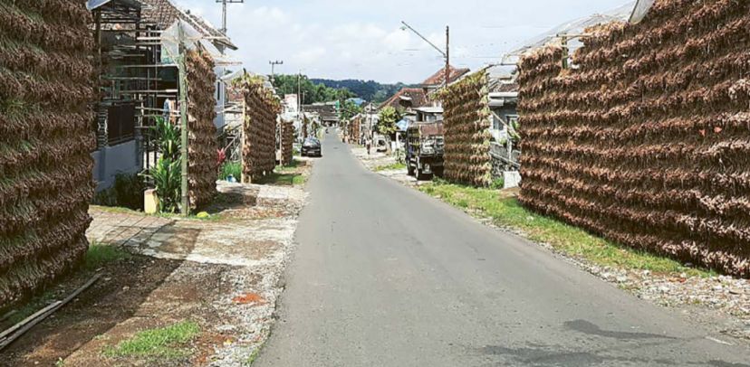 MELIMPAH: Bawang merah yang baru dipanen dari sawah dijemur untuk pengeringan.